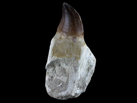 4.5" Mosasaur Prognathodon Fossil Tooth Rooted Cretaceous Dinosaur Era COA - Fossil Age Minerals