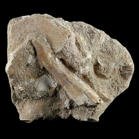 2.3" Fossil Saw Tooth Barb In Matrix Ray Schizorhiza Stromeri Chainsaw Fish Cretaceous - Fossil Age Minerals