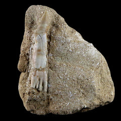 Schizorhiza Stomeri Fish Fossils