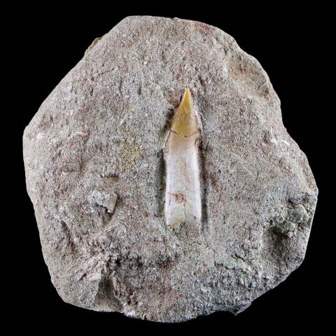 1.4" Fossil Saw Tooth Barb In Matrix Ray Schizorhiza Stromeri Chainsaw Fish Cretaceous - Fossil Age Minerals