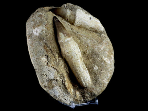 6" Mosasaur Prognathodon Fossil Teeth Rooted Cretaceous Dinosaur Era COA, Stand - Fossil Age Minerals