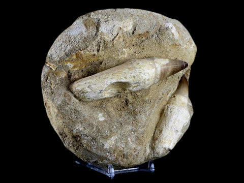 6" Mosasaur Prognathodon Fossil Teeth Rooted Cretaceous Dinosaur Era COA, Stand - Fossil Age Minerals
