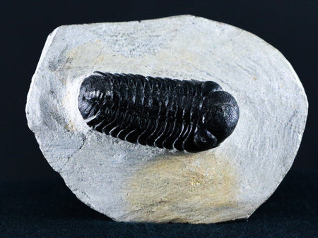 2.1" Boeckops Stelcki Trilobite Fossil Devonian Morocco 400 Mil Yrs Old Arthropod