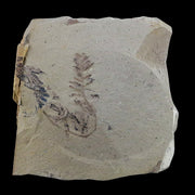2.9" Detailed Fossil Plant Leafs Metasequoia Dawn Redwood Oligocene Age MT COA