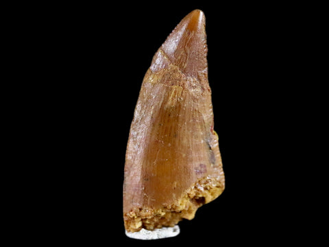 0.7" Abelisaur Rugops Serrated Tooth Fossil Cretaceous Age Dinosaur COA, Display - Fossil Age Minerals