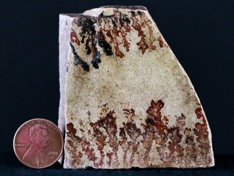 Dendritic Free-Form Slab Branching Manganese Iron Oxide Dendrite Utah 5.6 OZ - Fossil Age Minerals