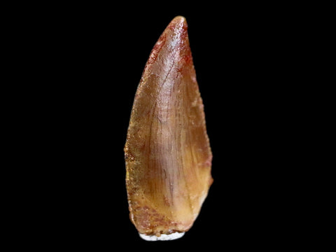0.6" Abelisaur Serrated Tooth Fossil Cretaceous Age Dinosaur Morocco COA, Display - Fossil Age Minerals