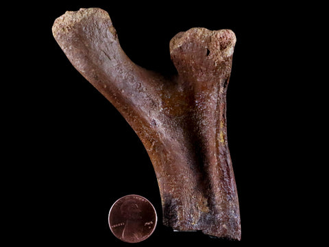 3.9" Crocodile Fossil Pelvic Bone Lance Creek FM Wyoming Cretaceous Dinosaur Age - Fossil Age Minerals