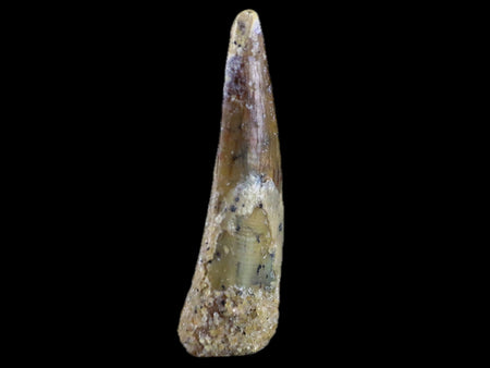 1" Pterosaur Coloborhynchus Fossil Tooth Upper Cretaceous Morocco COA & Display