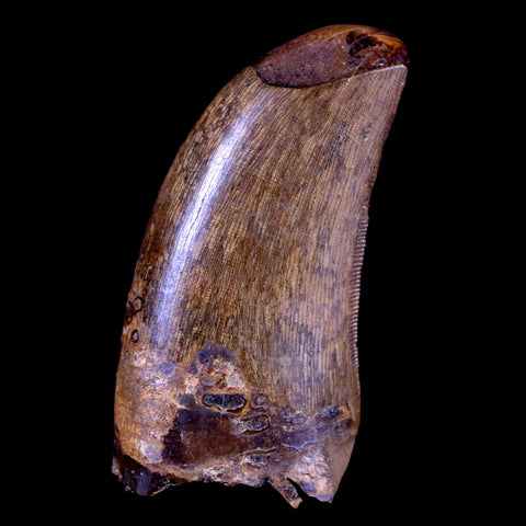 1.8" Daspletosaurus Tyrannosaur Serrated Fossil Tooth Cretaceous Dinosaur COA - Fossil Age Minerals