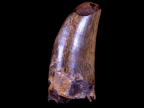 1.8" Daspletosaurus Tyrannosaur Serrated Fossil Tooth Cretaceous Dinosaur COA - Fossil Age Minerals