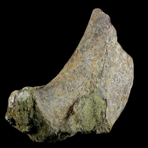 3.9" Edmontosaurus Fossil Ischium Bone Lance Creek WY Cretaceous Dinosaur COA - Fossil Age Minerals