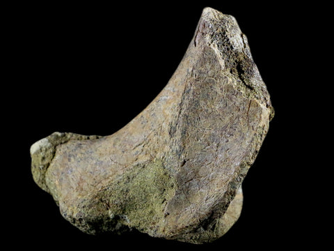 3.9" Edmontosaurus Fossil Ischium Bone Lance Creek WY Cretaceous Dinosaur COA - Fossil Age Minerals