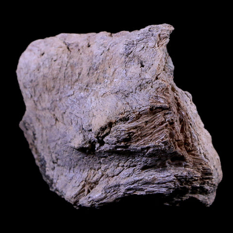 2" Gryposaurus Fossil Jaw Maxilla Bone Duck-Billed Dinosaur Judith River MT COA - Fossil Age Minerals