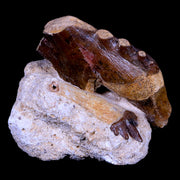 2 Two Basilosaurus Tooth Rooted 34 Mil Yrs Old Late Eocene COA