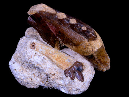 2 Two Basilosaurus Tooth Rooted 34 Mil Yrs Old Late Eocene COA
