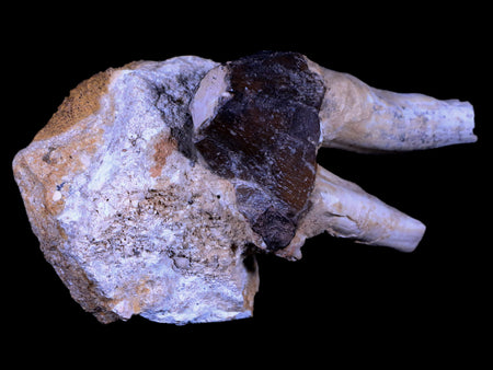 3" Basilosaurus Tooth Rooted 34 Mil Yrs Old Late Eocene COA