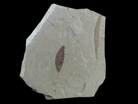 0.6" Detailed Cedrelospermum Nervosum Fossil Plant Leaf Eocene Age Green River UT