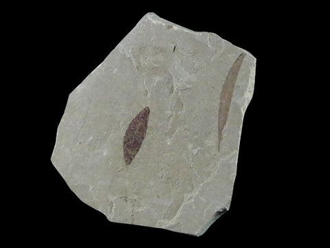 0.6" Detailed Cedrelospermum Nervosum Fossil Plant Leaf Eocene Age Green River UT - Fossil Age Minerals