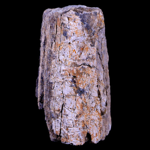 2.2" Lambeosaurus Fossil Bone Judith River FM Montana Cretaceous Dinosaur COA - Fossil Age Minerals