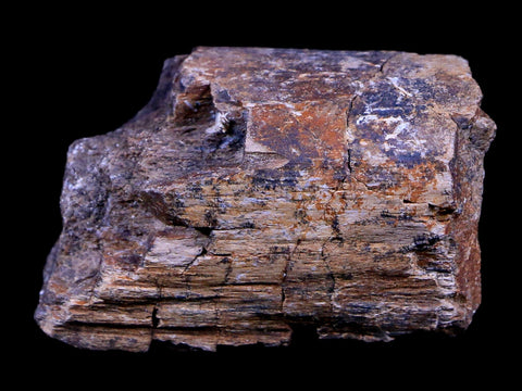 1.7" Lambeosaurus Fossil Bone Judith River FM Montana Cretaceous Dinosaur COA - Fossil Age Minerals
