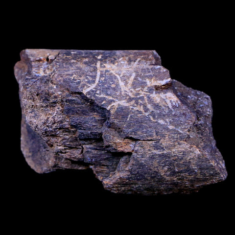 1.7" Lambeosaurus Fossil Bone Judith River FM Montana Cretaceous Dinosaur COA - Fossil Age Minerals