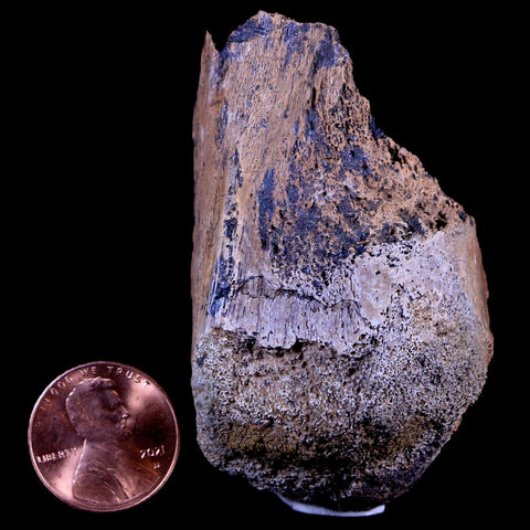 2.4" Gryposaurus Fossil Limb Bone Duck-Billed Dinosaur Judith River FM MT COA - Fossil Age Minerals