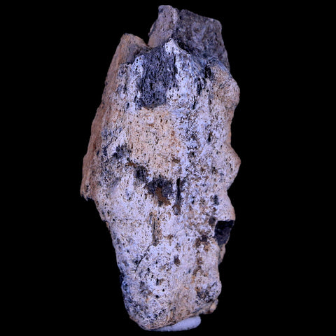 2.6" Gryposaurus Fossil Bone Duck-Billed Dinosaur Judith River FM Montana COA - Fossil Age Minerals