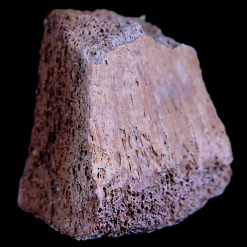 1.5" Gryposaurus Fossil Limb Bone Duck-Billed Dinosaur Judith River FM MT COA - Fossil Age Minerals