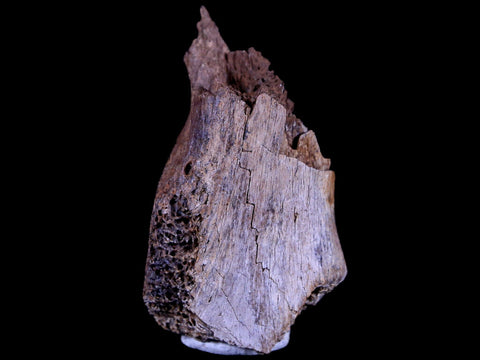 1.7" Gryposaurus Fossil Limb Bone Duck-Billed Dinosaur Judith River FM MT COA - Fossil Age Minerals