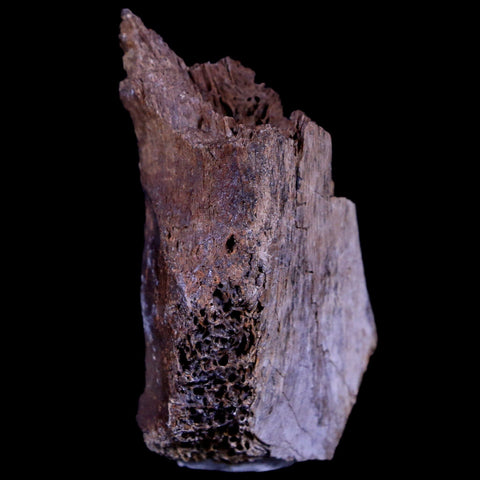 1.7" Gryposaurus Fossil Limb Bone Duck-Billed Dinosaur Judith River FM MT COA - Fossil Age Minerals