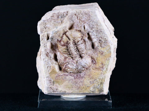 XL Ductina Vietnamina Trilobite Fossil Arthropod Devonian Age China Stand - Fossil Age Minerals