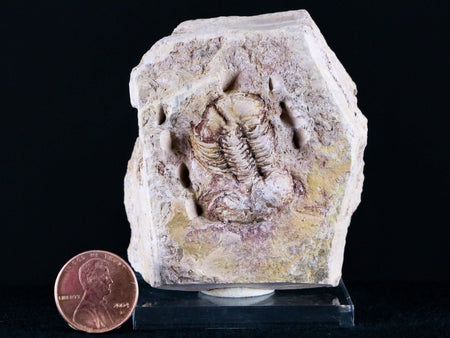 XL Ductina Vietnamina Trilobite Fossil Arthropod Devonian Age China Stand