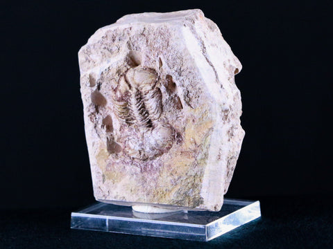XL Ductina Vietnamina Trilobite Fossil Arthropod Devonian Age China Stand - Fossil Age Minerals