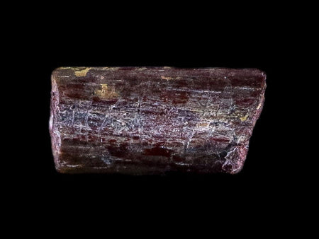 0.3" Dimetrodon Spine Bone Fossil Permian Age Waurika Oklahoma COA, Display