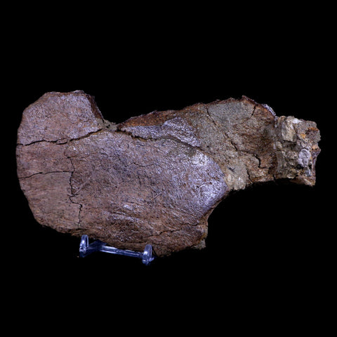 7" Edmontosaurus Fossil Skull Nasal Bone Lance Creek Cretaceous Dinosaur WY COA - Fossil Age Minerals
