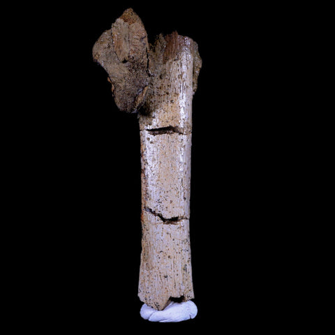 4" Pachycephalosaurus Fossil Rib Bone Cretaceous Dinosaur Lance Creek WY COA - Fossil Age Minerals