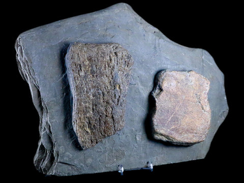 11.3" Ichthyosaurus Fossil Bone Slab Dorset England Jurassic Marine Reptile COA Stand - Fossil Age Minerals