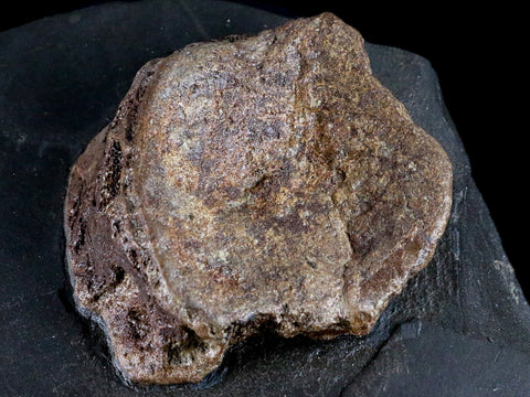10.1" Ichthyosaurus Fossil Bone Vertebrae Slab Dorset England Jurassic Age COA Stand - Fossil Age Minerals