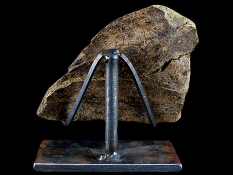 4.8" Fossil Turtle Shell Section Lance Creek FM Wyoming Cretaceous Age Metal Stand - Fossil Age Minerals