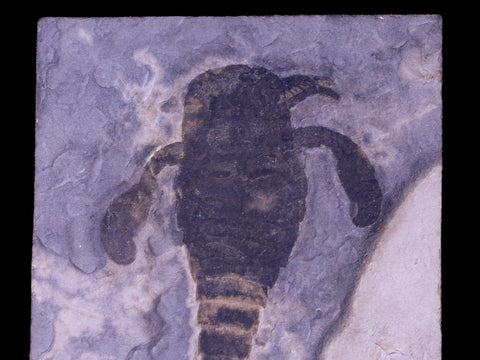 4.6" Eurypterus Sea Scorpion Fossil Upper Silurian 420 Mil Yrs Old New York Stand - Fossil Age Minerals