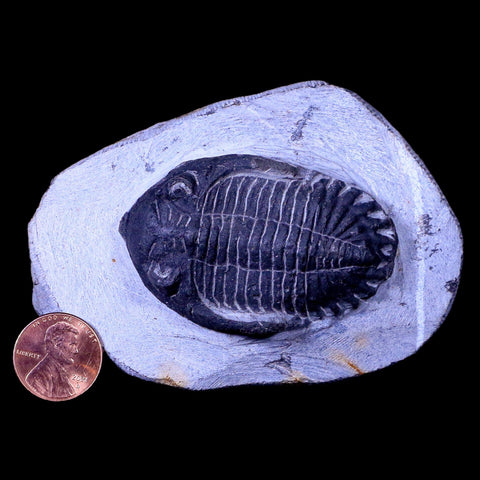 2.3" Metacanthina Issoumourensis Trilobite Fossil Devonian Age 400 Mil Yrs Old COA - Fossil Age Minerals