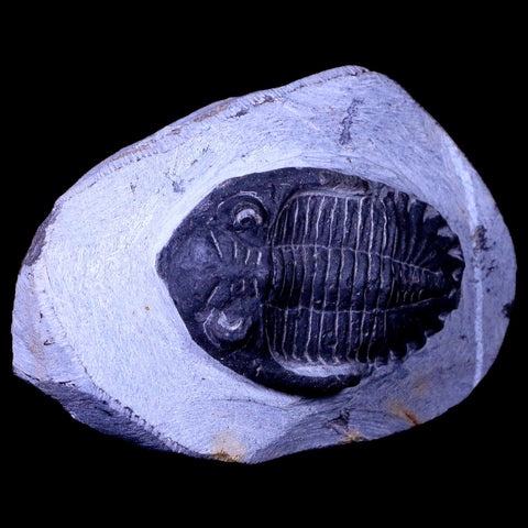 2.3" Metacanthina Issoumourensis Trilobite Fossil Devonian Age 400 Mil Yrs Old COA - Fossil Age Minerals