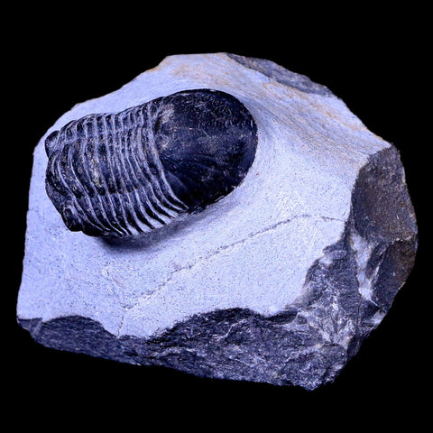 1.8" Paralejurus Hamlagdadicus Trilobite Fossil Morocco Devonian Age 400 Mil Yrs Old - Fossil Age Minerals