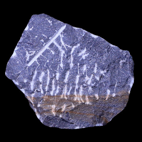 1.8" Paralejurus Hamlagdadicus Trilobite Fossil Morocco Devonian Age 400 Mil Yrs Old - Fossil Age Minerals