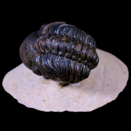 2.2" Reedops Cephalotes Trilobite Fossil Morocco Devonian Age 400 Mil Yrs Old COA