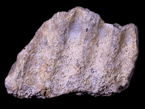 1.5" Gryposaurus Fossil Jaw Bone Duck-Billed Dinosaur Judith River MT COA Stand - Fossil Age Minerals