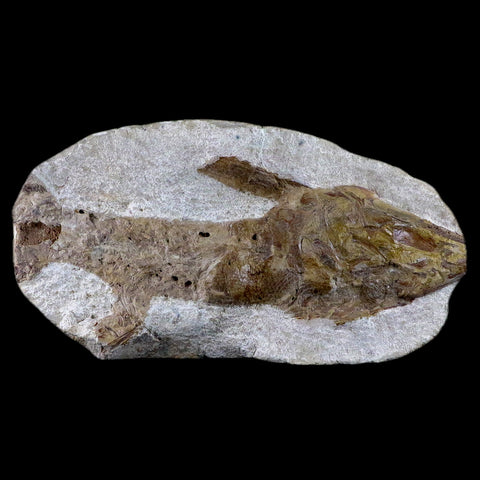 6.8" Goulmimichthys Fish Fossil In Matrix Cretaceous Dinosaur Age Goulmima Morocco - Fossil Age Minerals