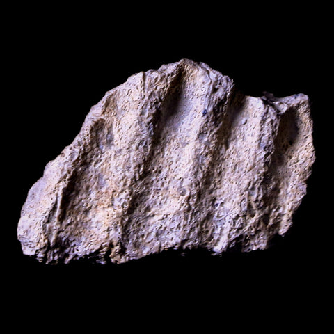 1.5" Gryposaurus Fossil Jaw Bone Duck-Billed Dinosaur Judith River MT COA Stand - Fossil Age Minerals