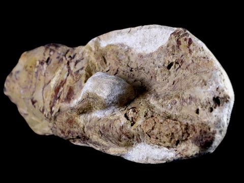 6.8" Goulmimichthys Fish Fossil In Matrix Cretaceous Dinosaur Age Goulmima Morocco - Fossil Age Minerals